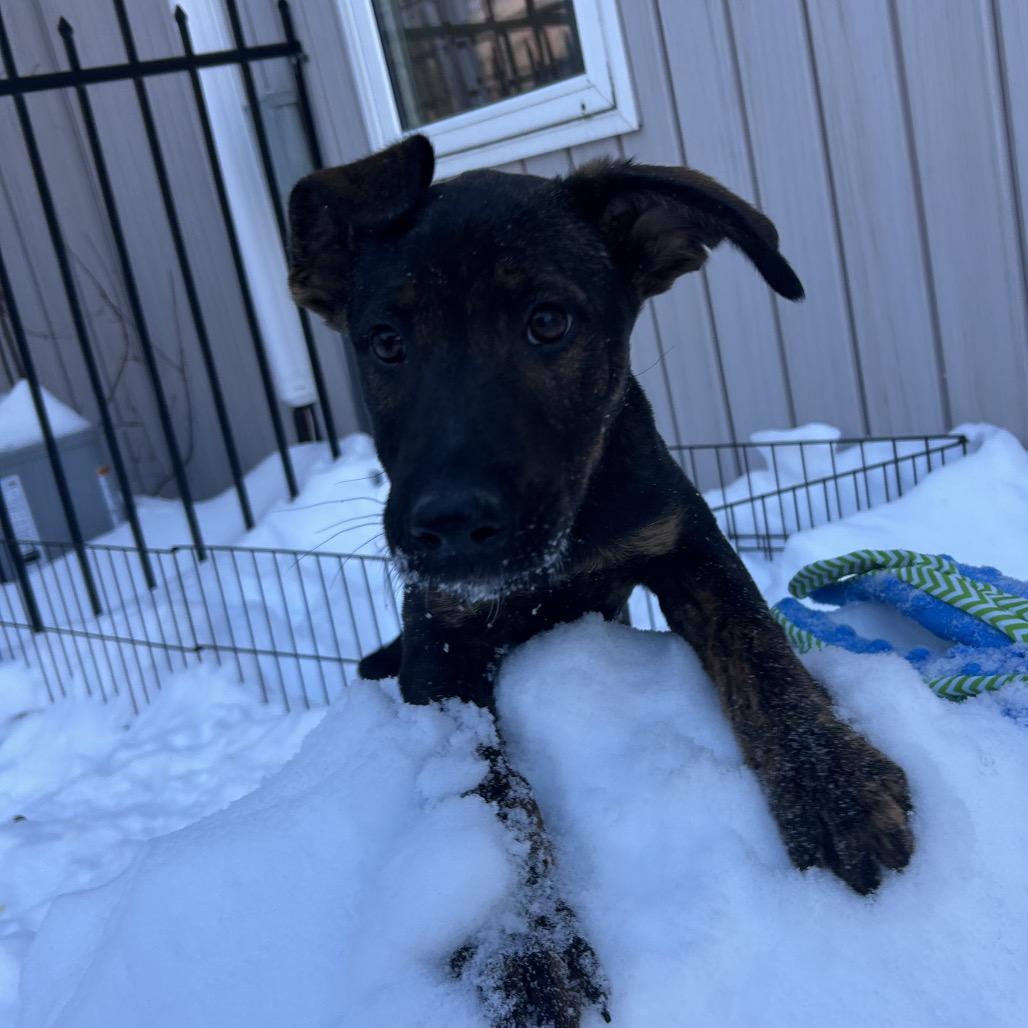 Enlarge Danny, a Adoptable Mixed Breed in Bedford, NH image 2/5