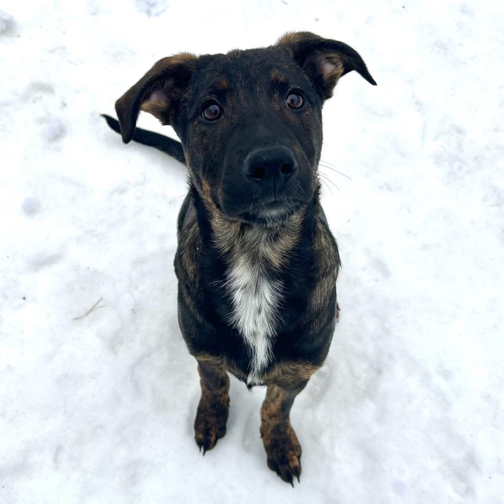 Enlarge Danny, a Adoptable Mixed Breed in Bedford, NH image 3/5