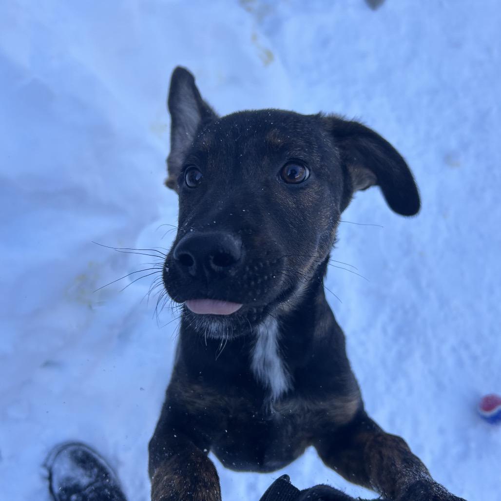 Enlarge Danny, a Adoptable Mixed Breed in Bedford, NH image 4/5