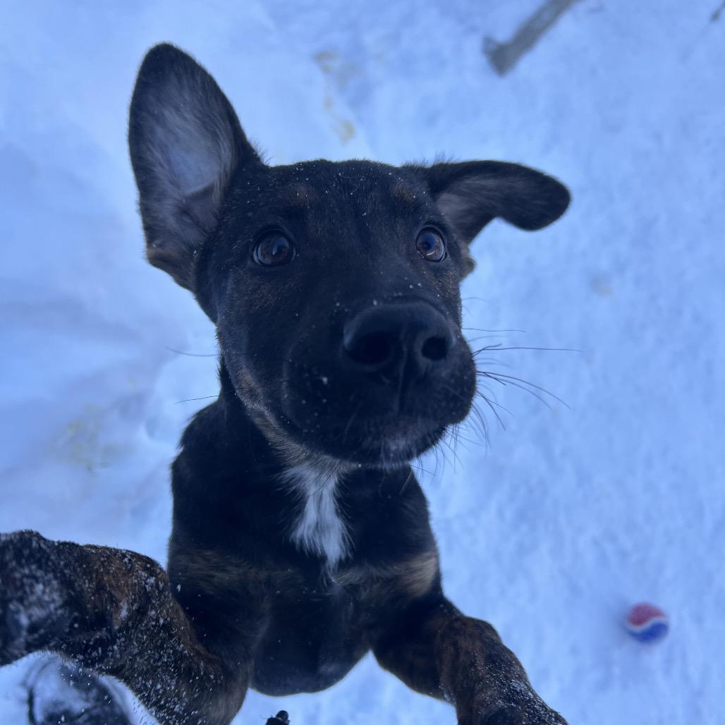 Enlarge Danny, a Adoptable Mixed Breed in Bedford, NH image 5/5