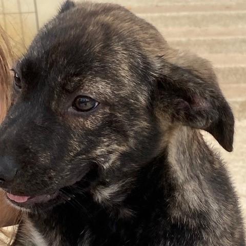 Enlarge Schuyler, an adopted mixed breed in Austin, TX image 3/4