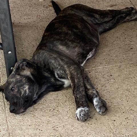 Enlarge Schuyler, an adopted mixed breed in Austin, TX image 2/4