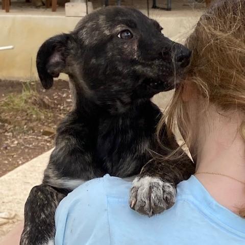 Enlarge Schuyler, an adopted mixed breed in Austin, TX image 1/4