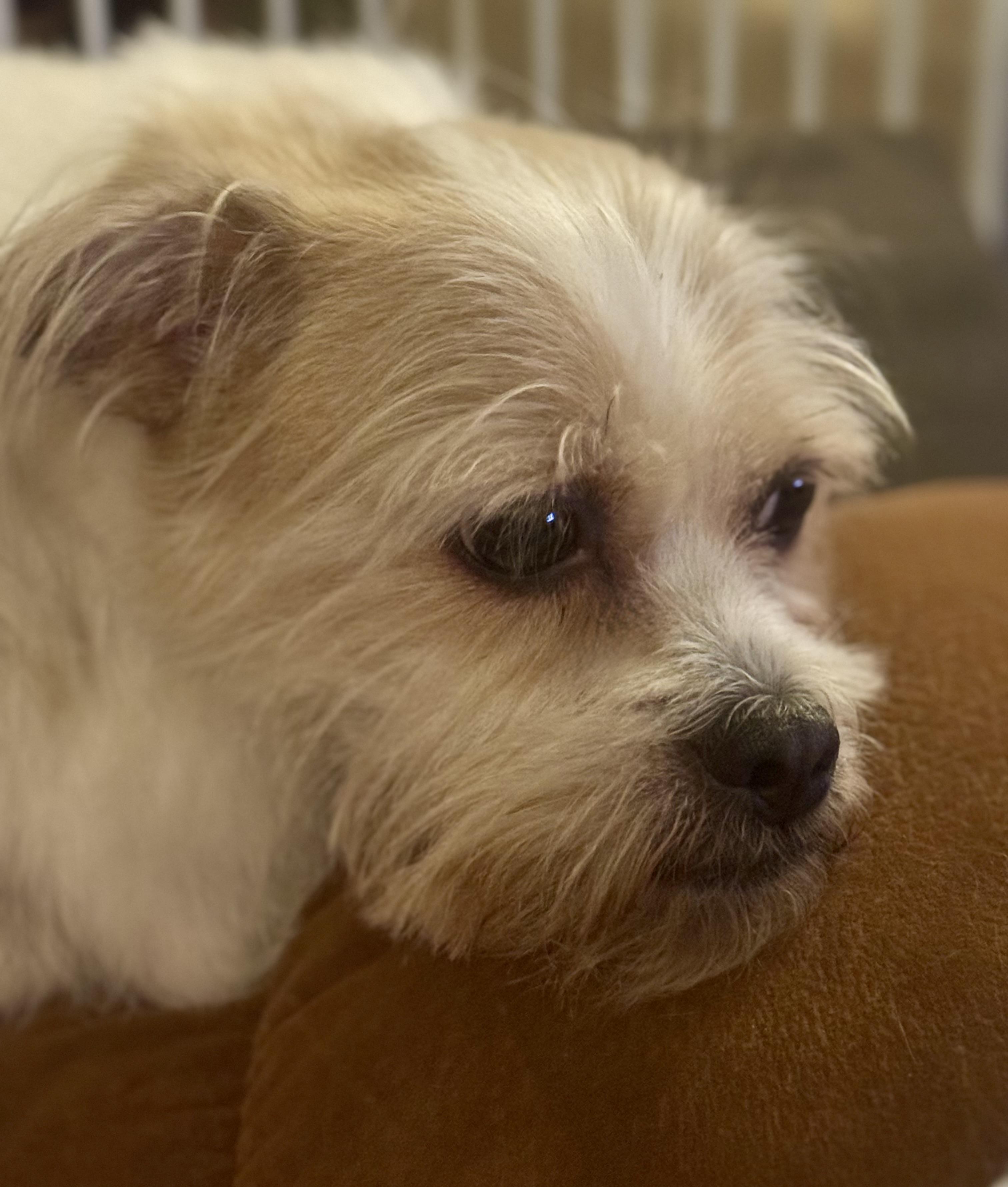 Paquito, a Adopted Shih Tzu in Palm Harbor, FL image 1/3