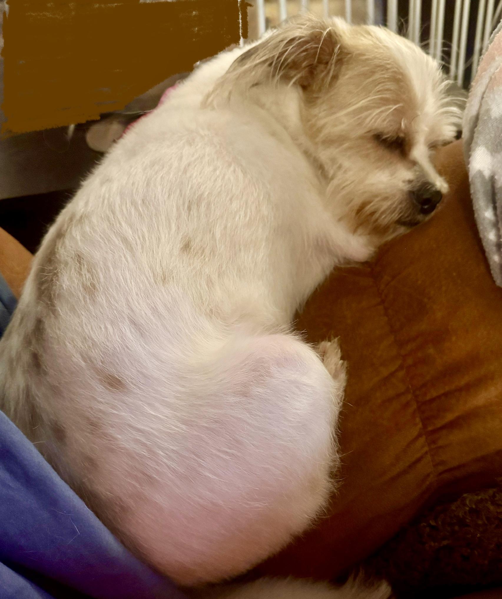 Paquito, a Adopted Shih Tzu in Palm Harbor, FL image 3/3