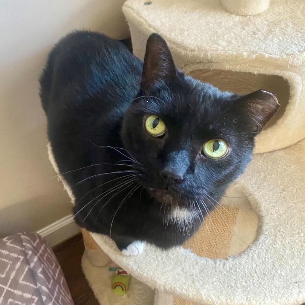 Enlarge Mittens, a Adoptable Domestic Short Hair in Charlotte, NC image 1/6