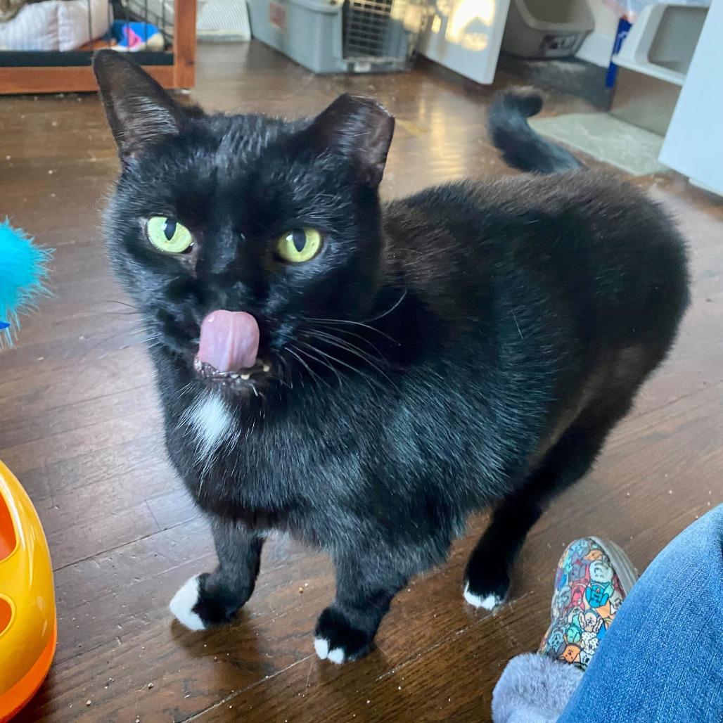 Enlarge Mittens, a Adoptable Domestic Short Hair in Charlotte, NC image 3/6