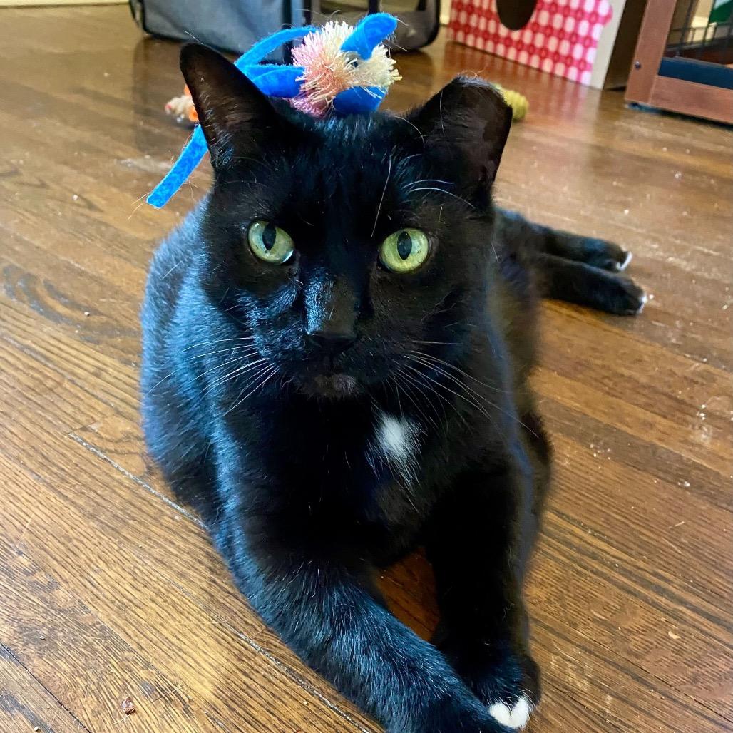 Enlarge Mittens, a Adoptable Domestic Short Hair in Charlotte, NC image 4/6