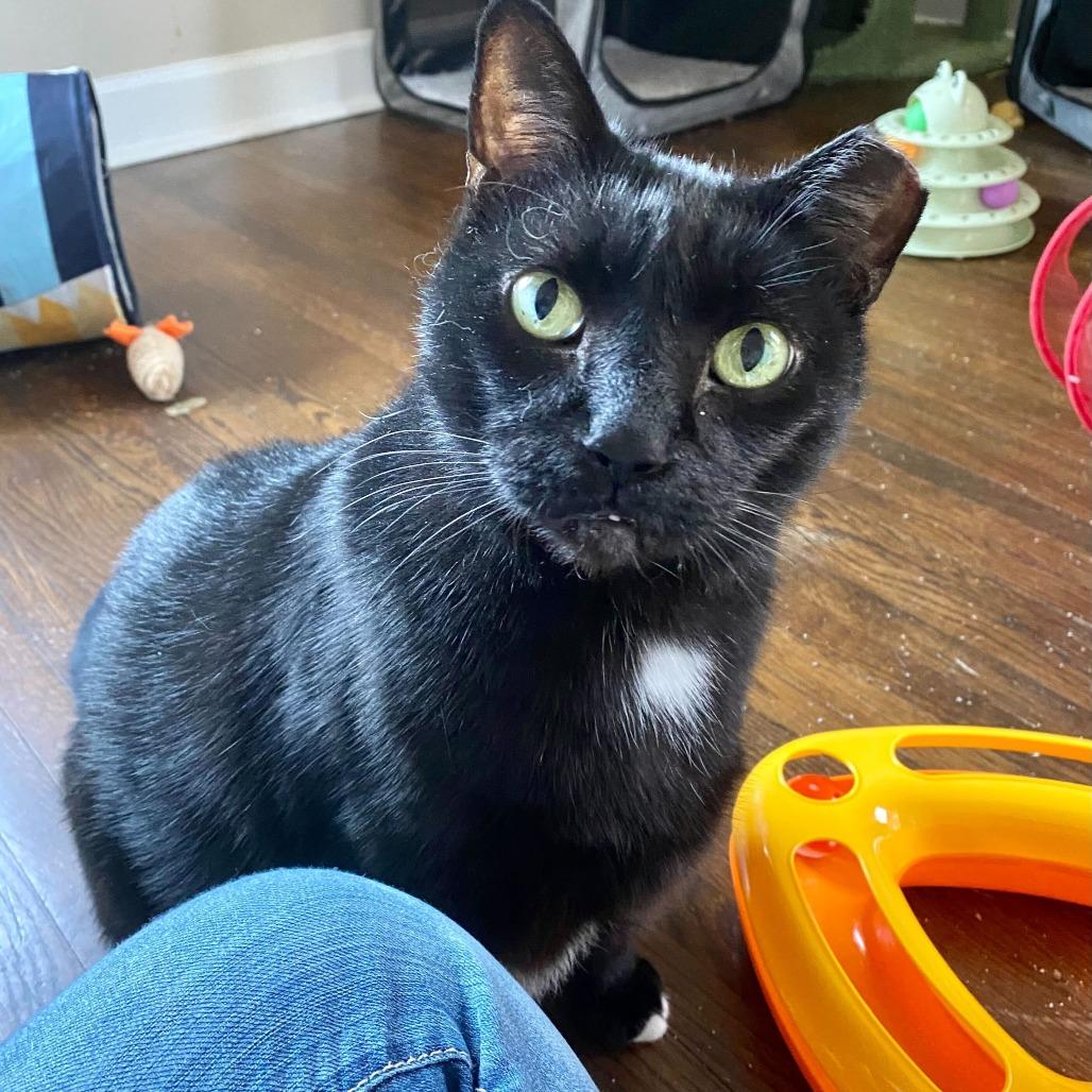 Enlarge Mittens, a Adoptable Domestic Short Hair in Charlotte, NC image 5/6