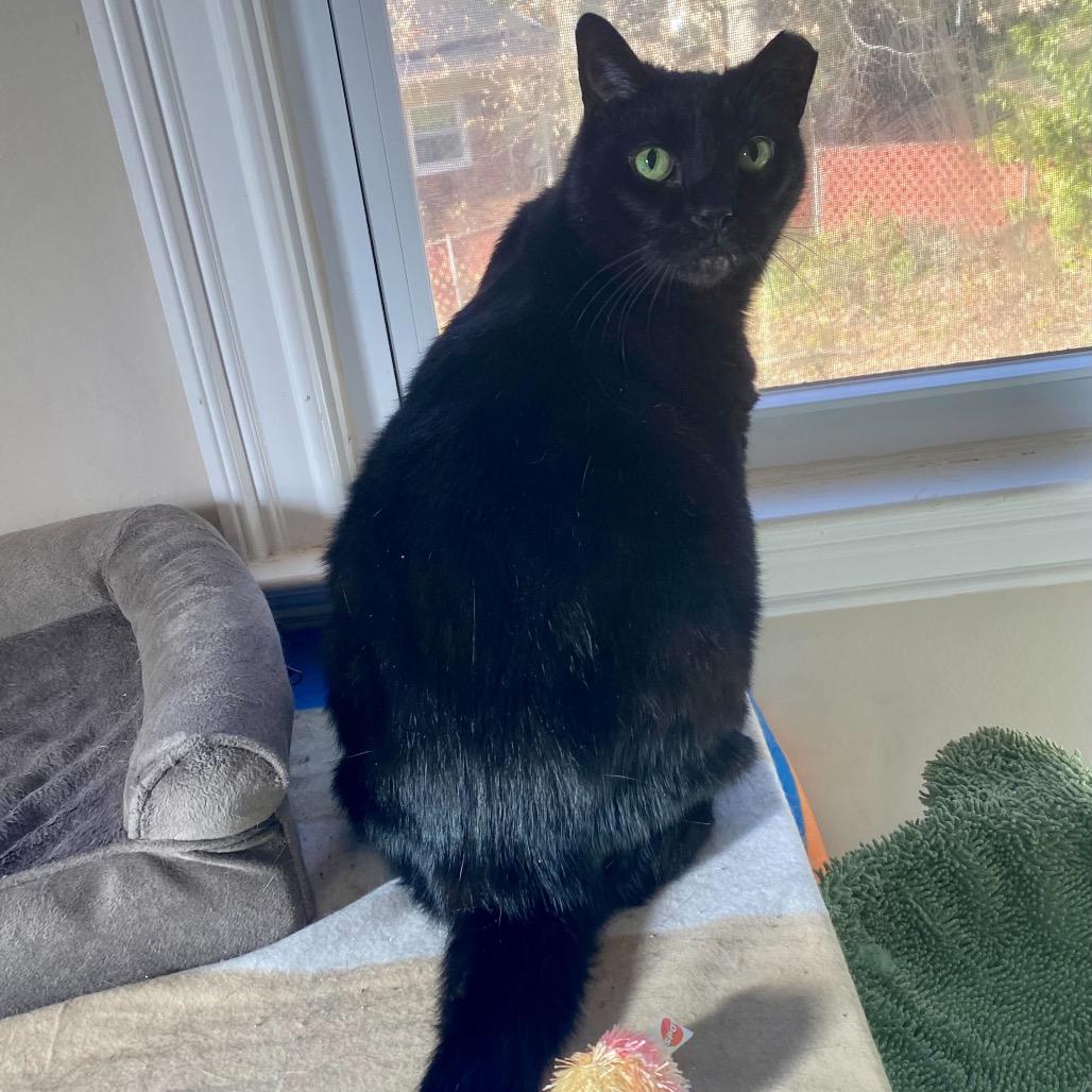 Enlarge Mittens, a Adoptable Domestic Short Hair in Charlotte, NC image 6/6