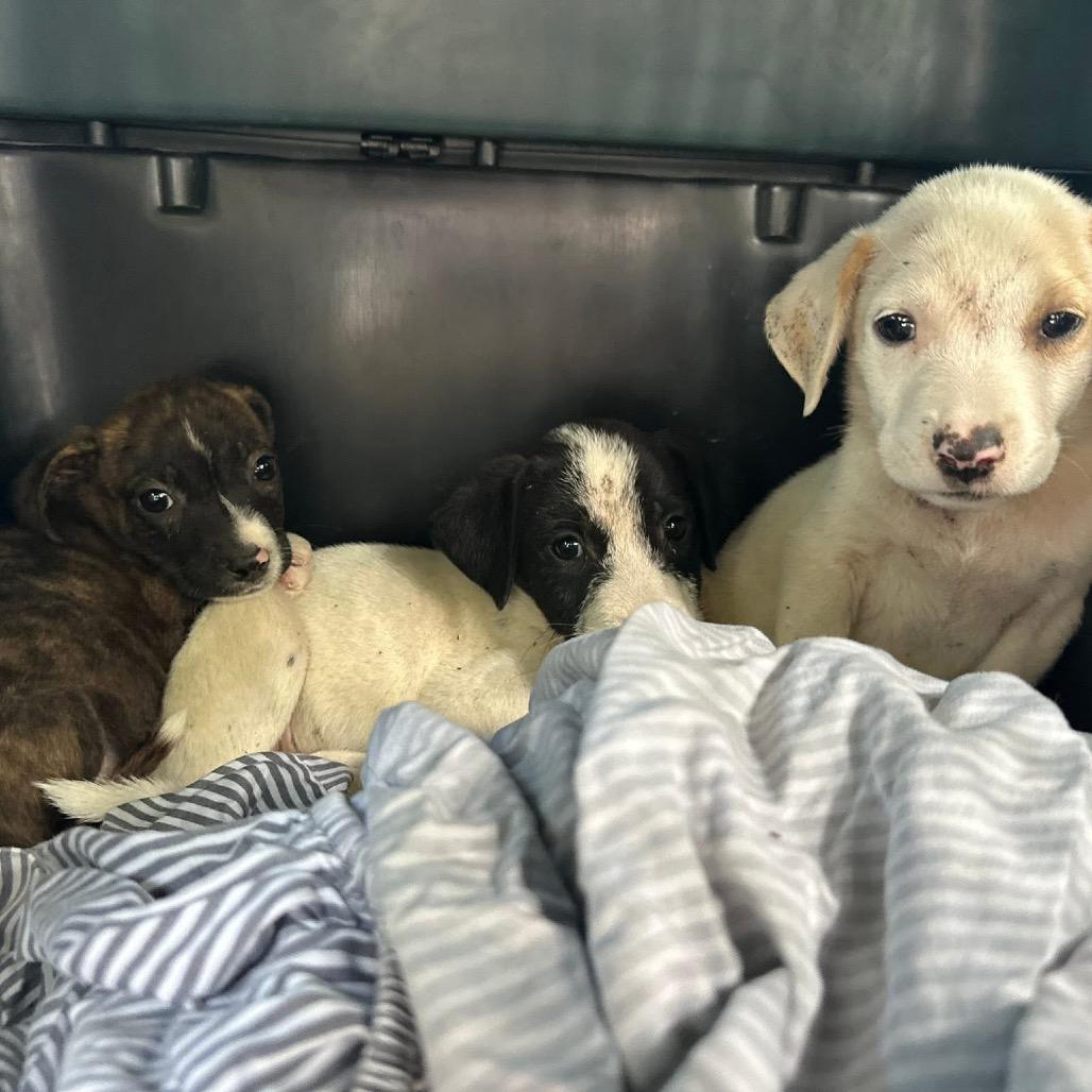 Kona Summer, Adoptable, Young Male Labrador Retriever.