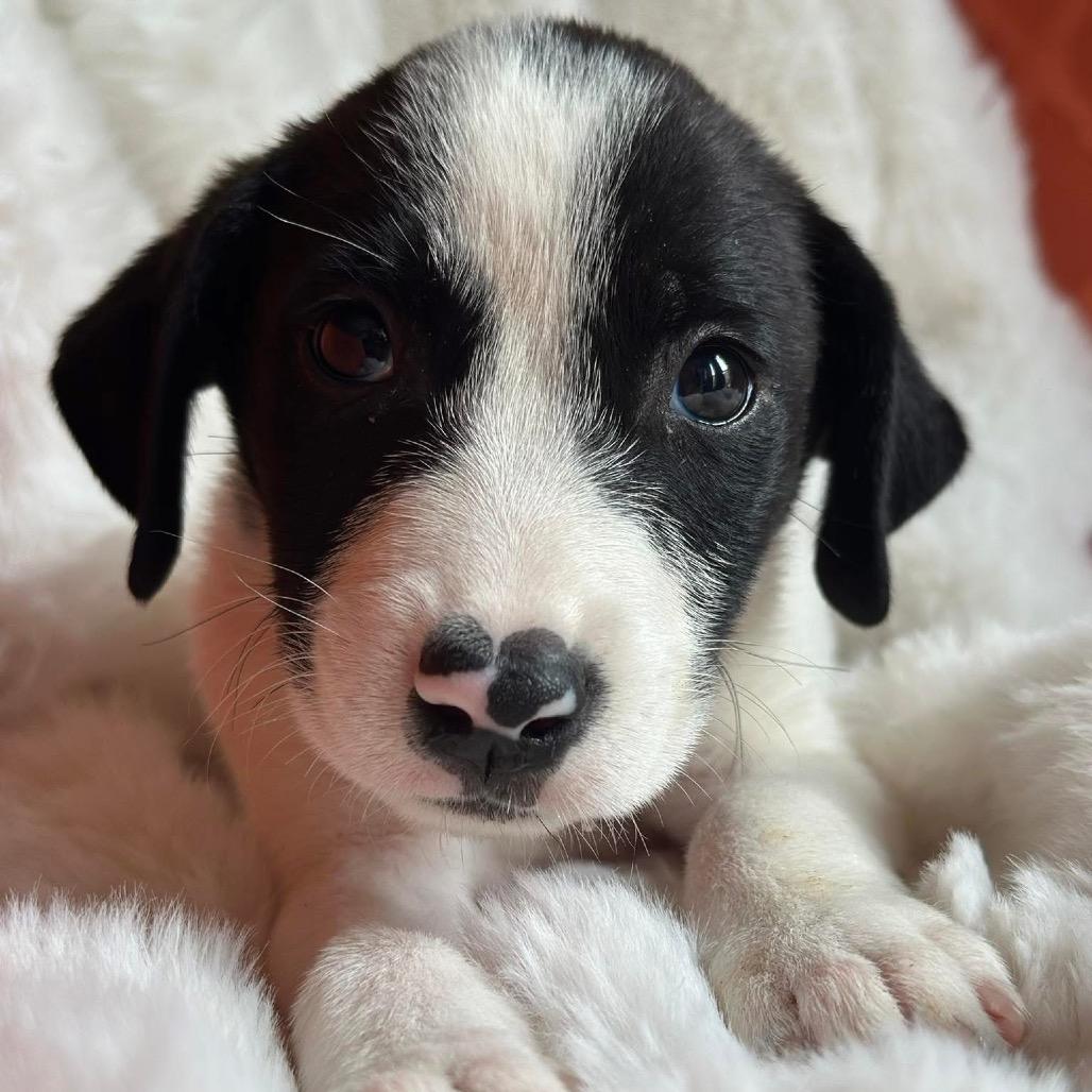 Kona Summer, a Adoptable Labrador Retriever in Allen, TX image 2/6