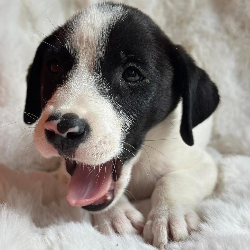 Kona Summer, a Adoptable Labrador Retriever in Allen, TX image 3/6