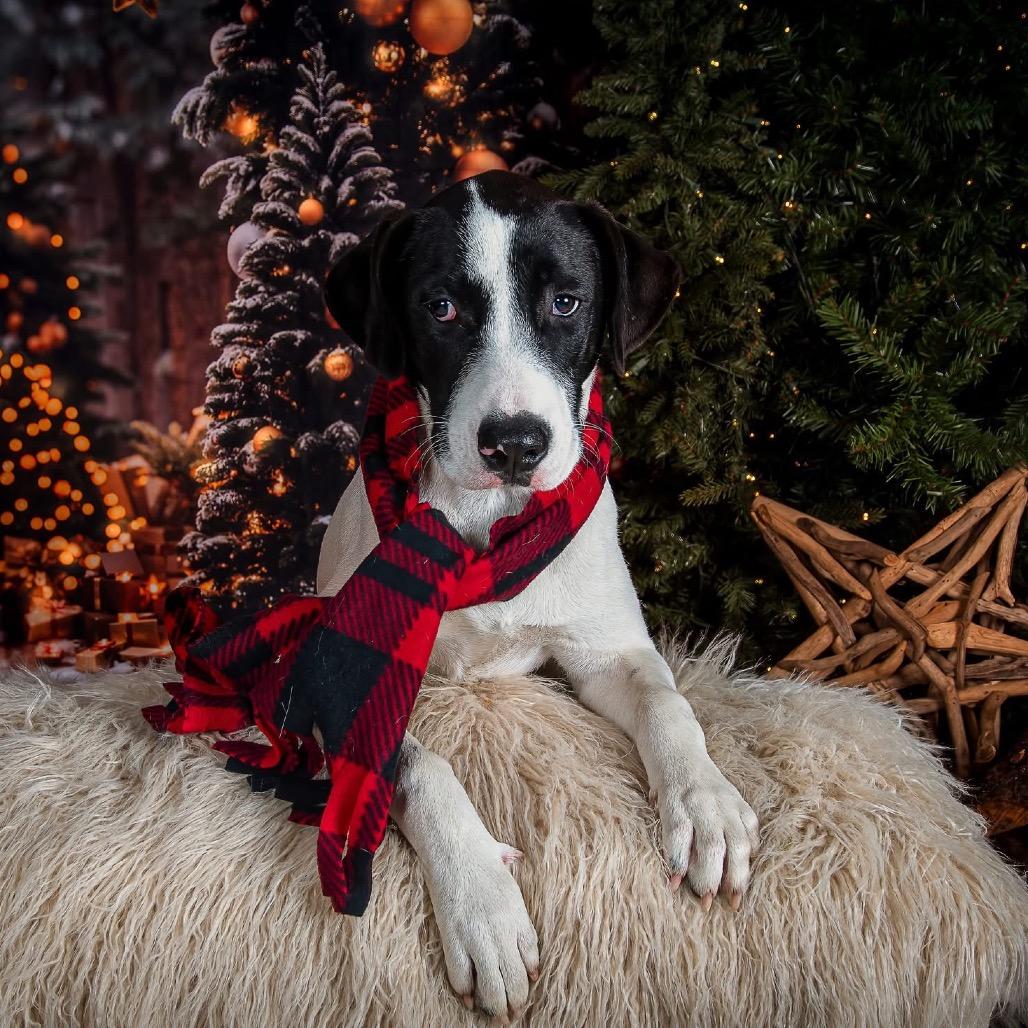 Kona Summer, a Adoptable Labrador Retriever in Allen, TX image 4/6