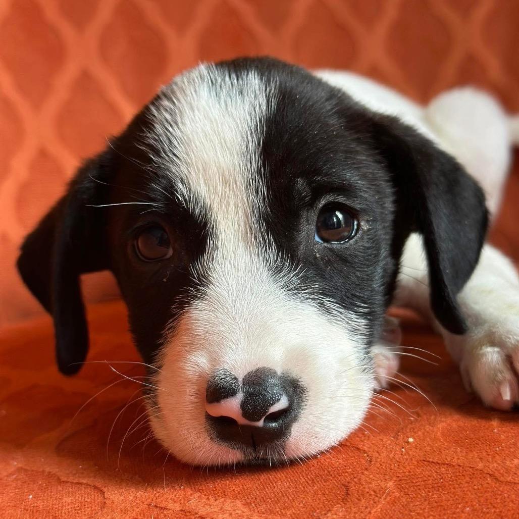 Kona Summer, a Adoptable Labrador Retriever in Allen, TX image 5/6