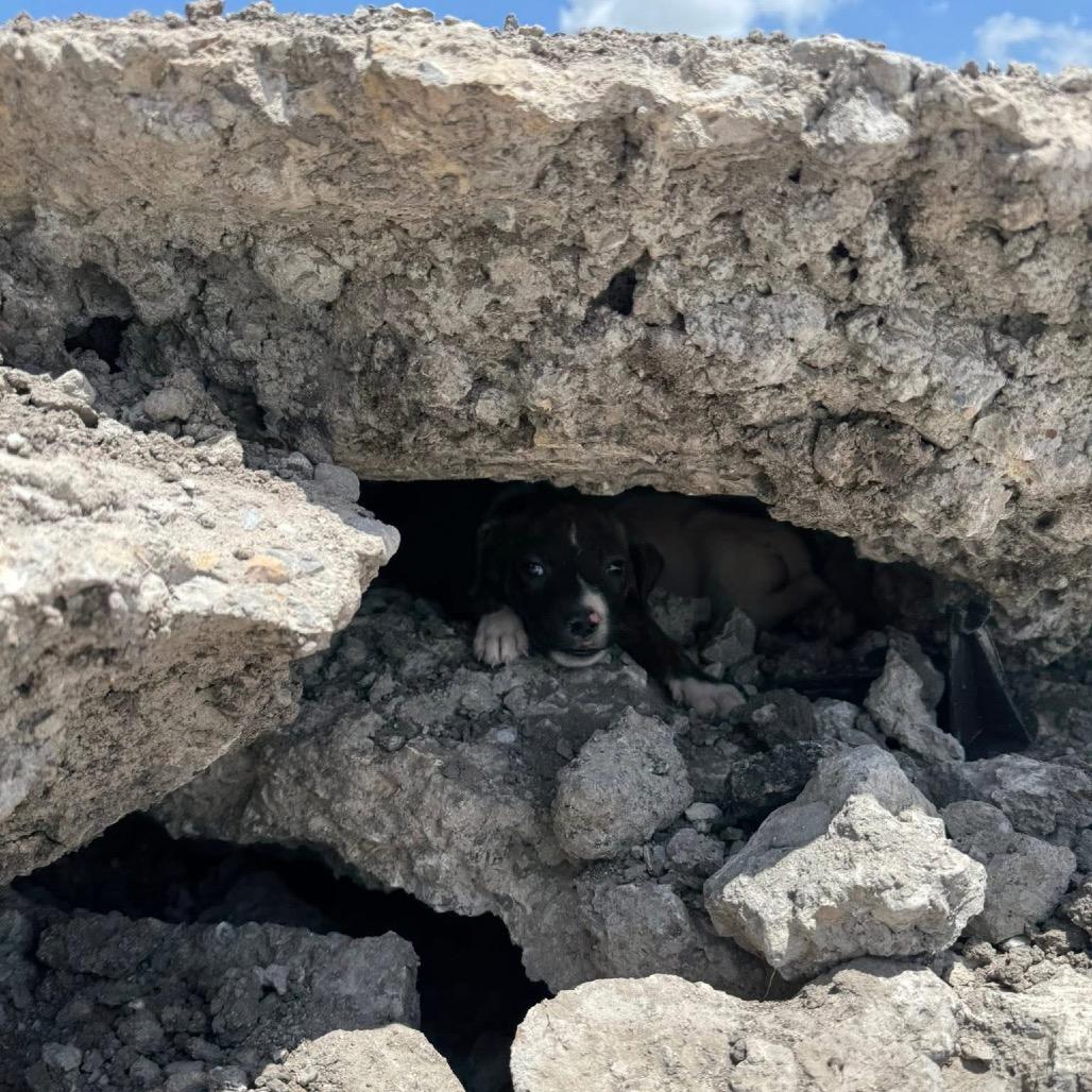 Kona Summer, a Adoptable Labrador Retriever in Allen, TX image 6/6