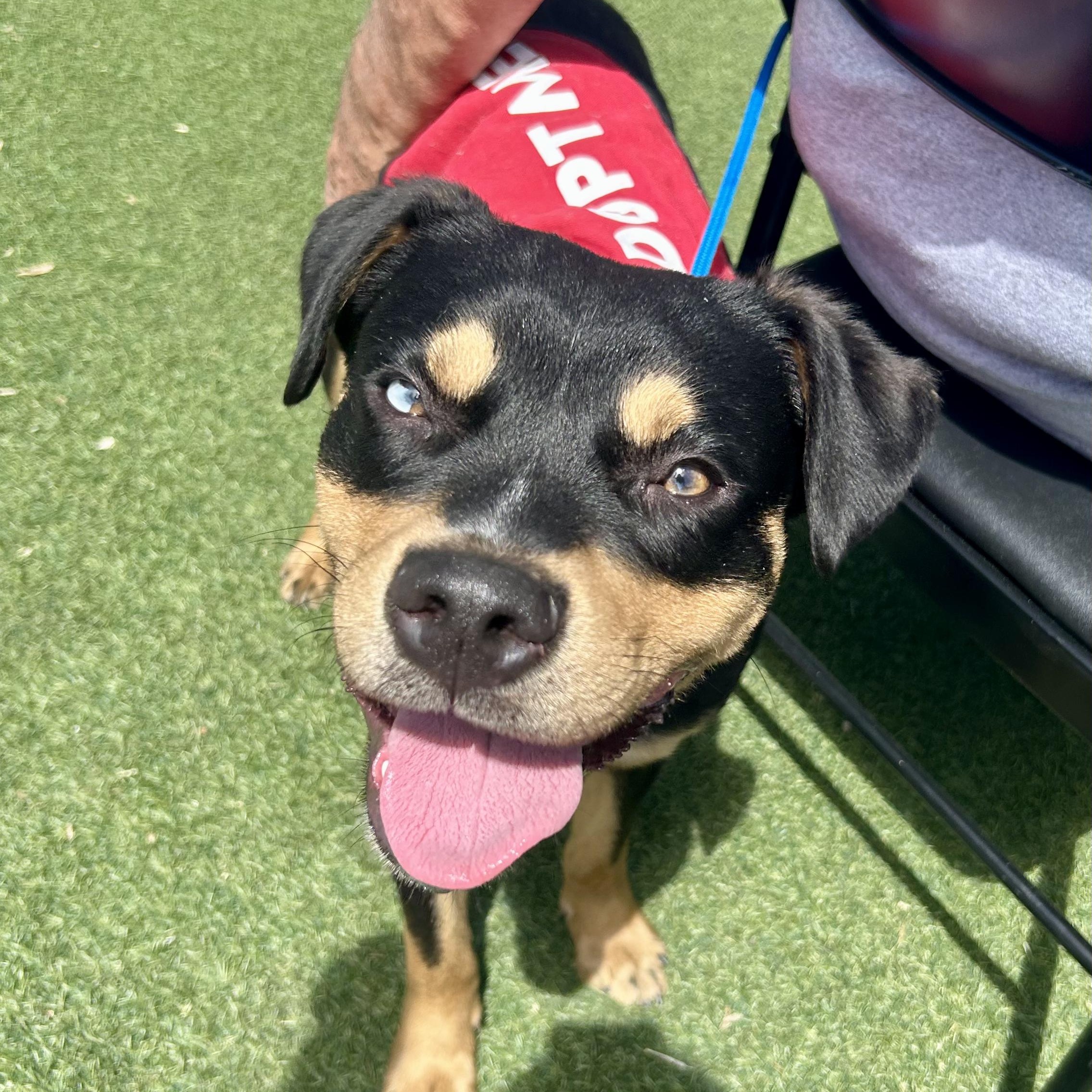 Enlarge Big Guy, a ADOPTABLE mixed breed in Grass Valley, CA image 5/5