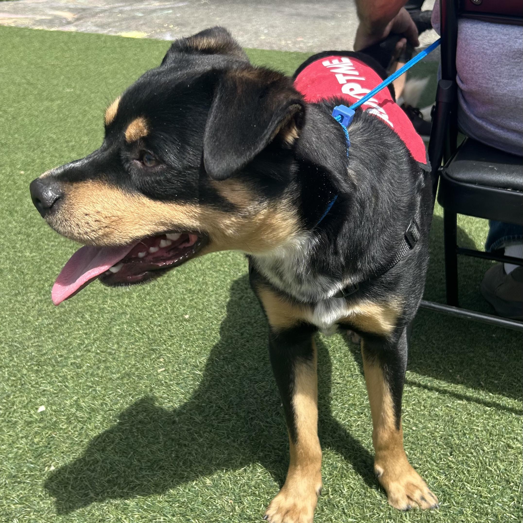 Enlarge Big Guy, a ADOPTABLE mixed breed in Grass Valley, CA image 4/5