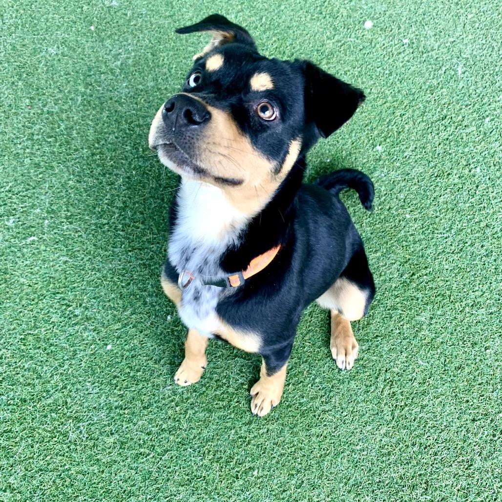 Enlarge Big Guy, a ADOPTABLE mixed breed in Grass Valley, CA image 2/5