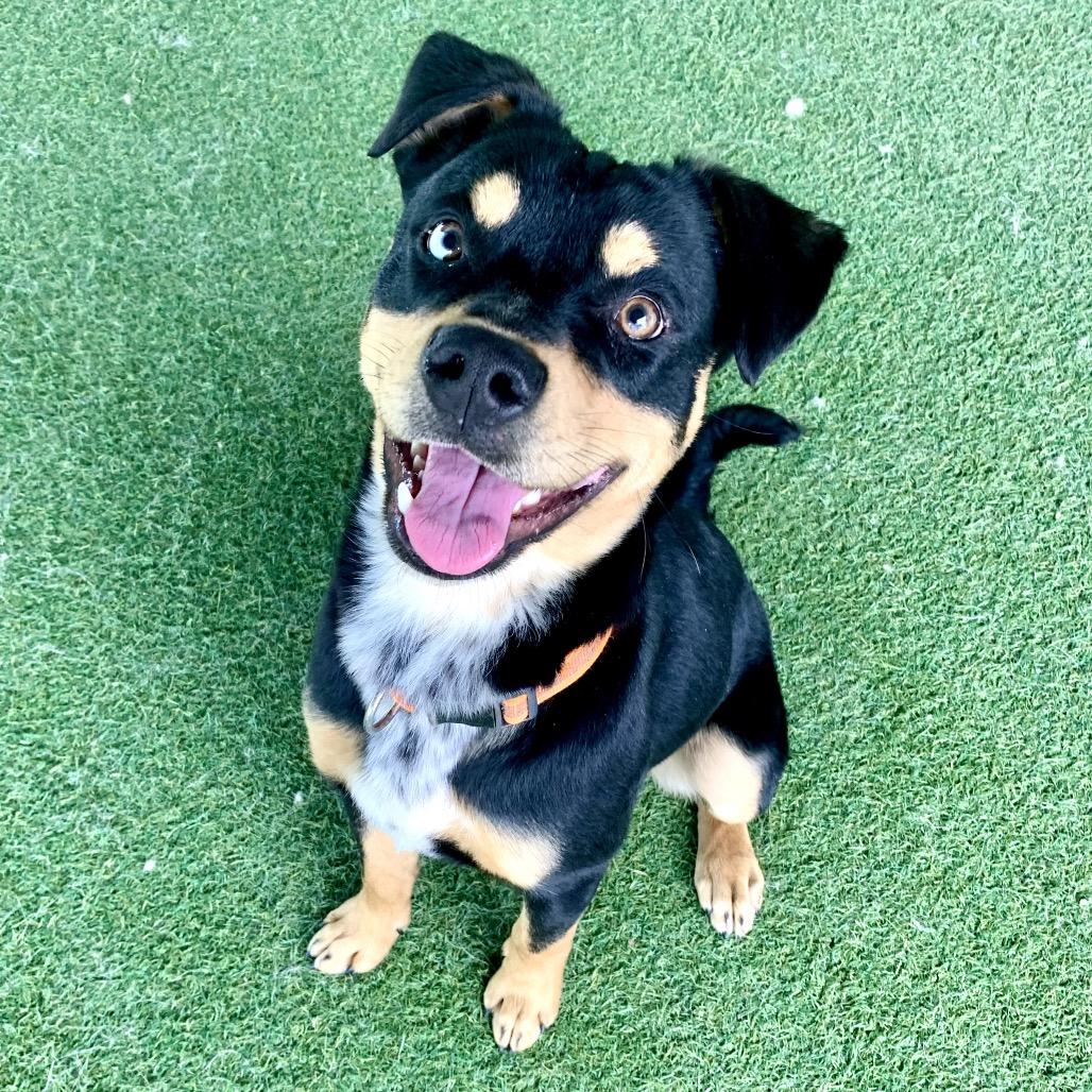 Enlarge Big Guy, a ADOPTABLE mixed breed in Grass Valley, CA image 1/5