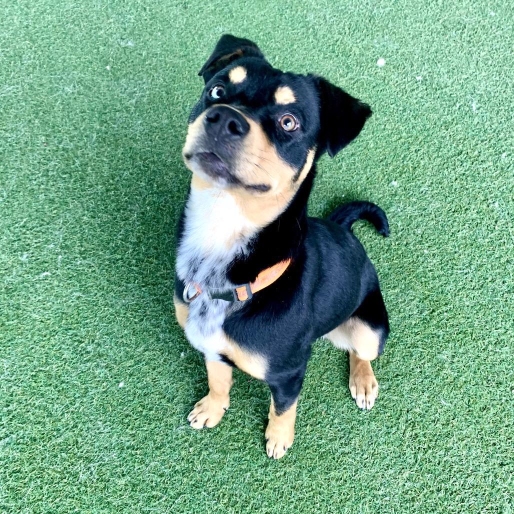 Enlarge Big Guy, a ADOPTABLE mixed breed in Grass Valley, CA image 3/5