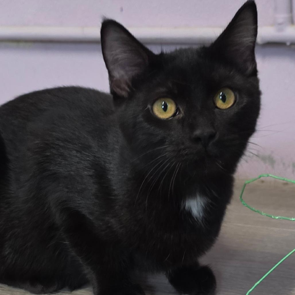 Miranda Bailey, Adoptable, Young Female Domestic Short Hair.