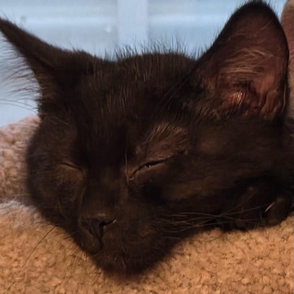 Enlarge Miranda Bailey, a Adoptable Domestic Short Hair in Grinnell, IA image 2/2