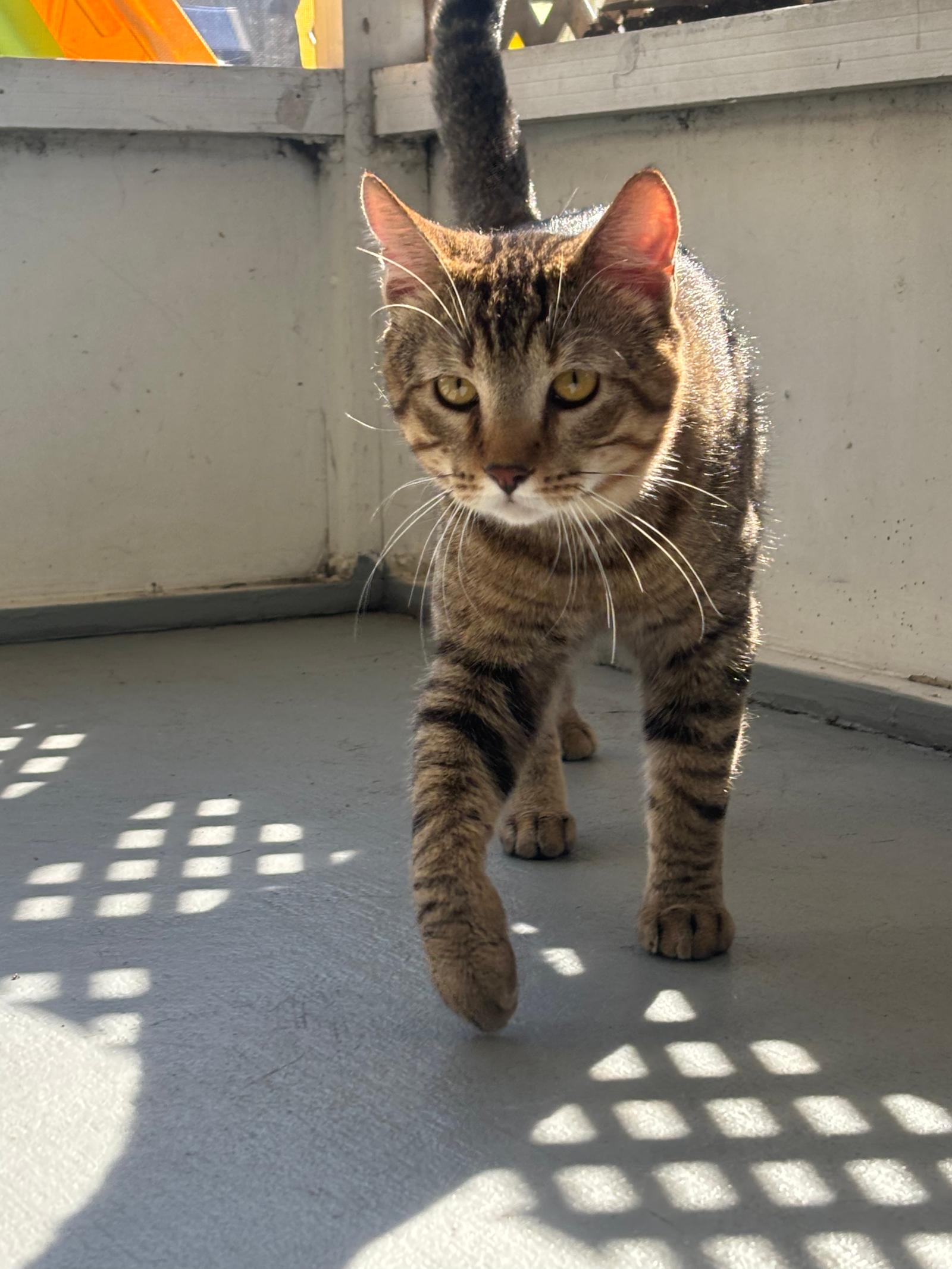 Chester, a Adoptable Domestic Short Hair in Naples, FL image 1/2