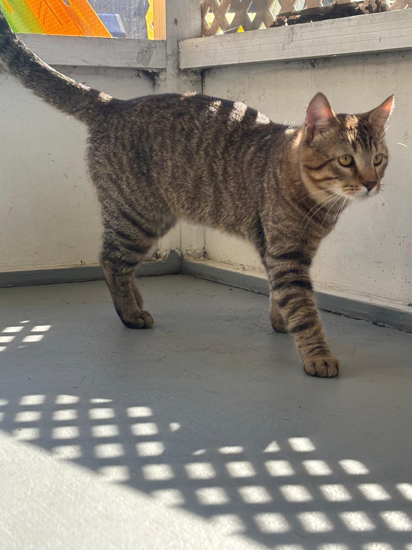 Chester, a Adoptable Domestic Short Hair in Naples, FL image 2/2