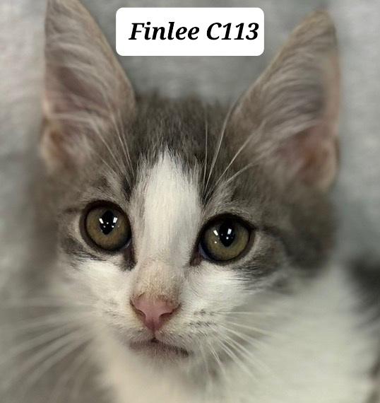 Finlee, Adoptable, Kitten Male Domestic Medium Hair.