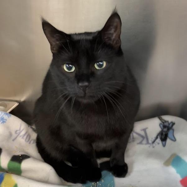 Puma, Adoptable, Adult Male Domestic Short Hair.