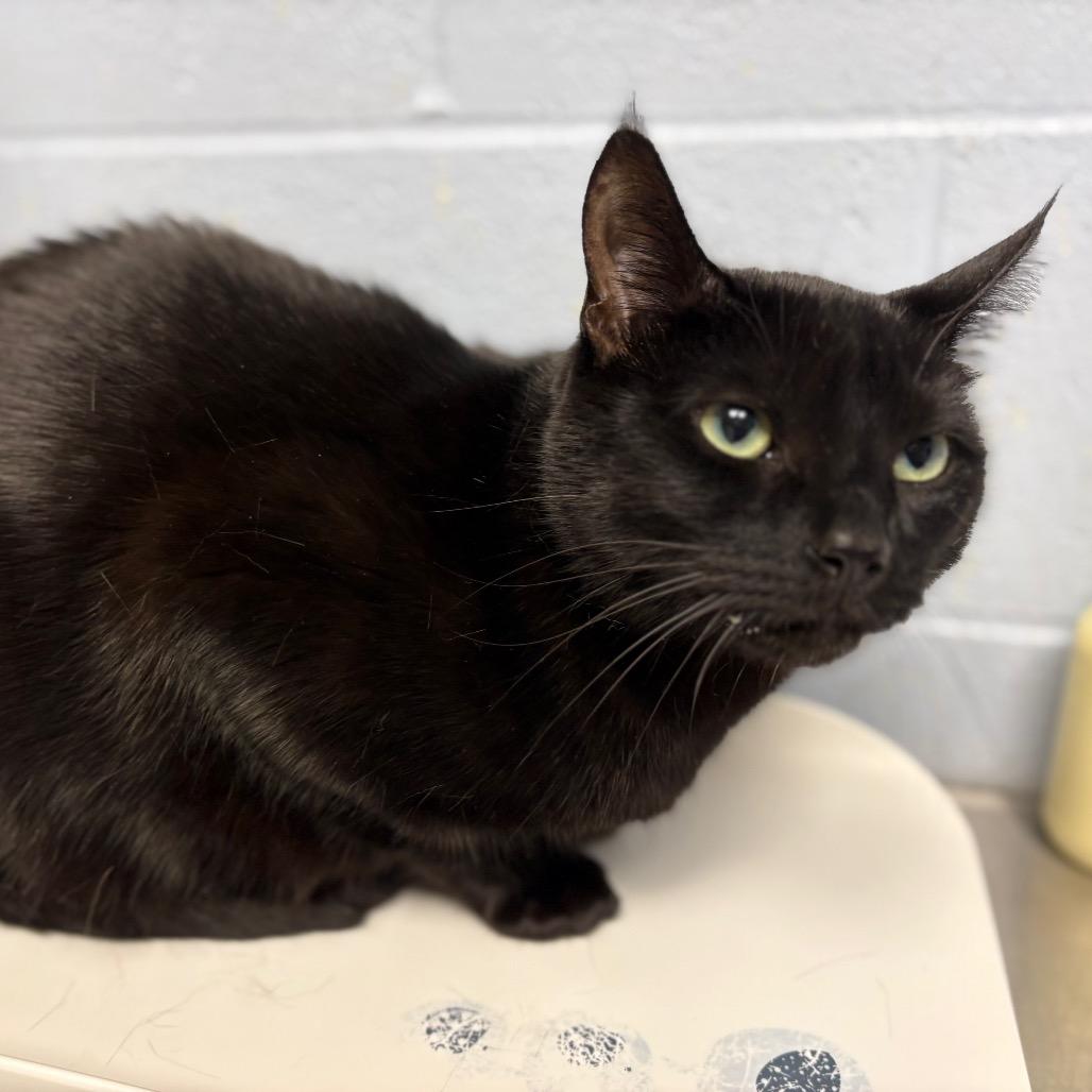 Puma, a Adoptable Domestic Short Hair in DeKalb, IL image 2/2