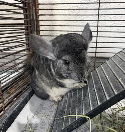 Bermuda, Adoptable, Baby Male Chinchilla & Chinchilla.