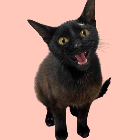 Enlarge Jolly, a Adoptable Domestic Short Hair in Tuscaloosa, AL image 1/3