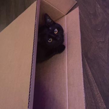 Enlarge Jolly, a Adoptable Domestic Short Hair in Tuscaloosa, AL image 2/3