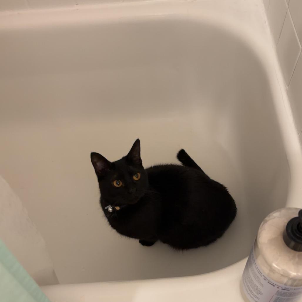 Enlarge Jolly, a Adoptable Domestic Short Hair in Tuscaloosa, AL image 3/3