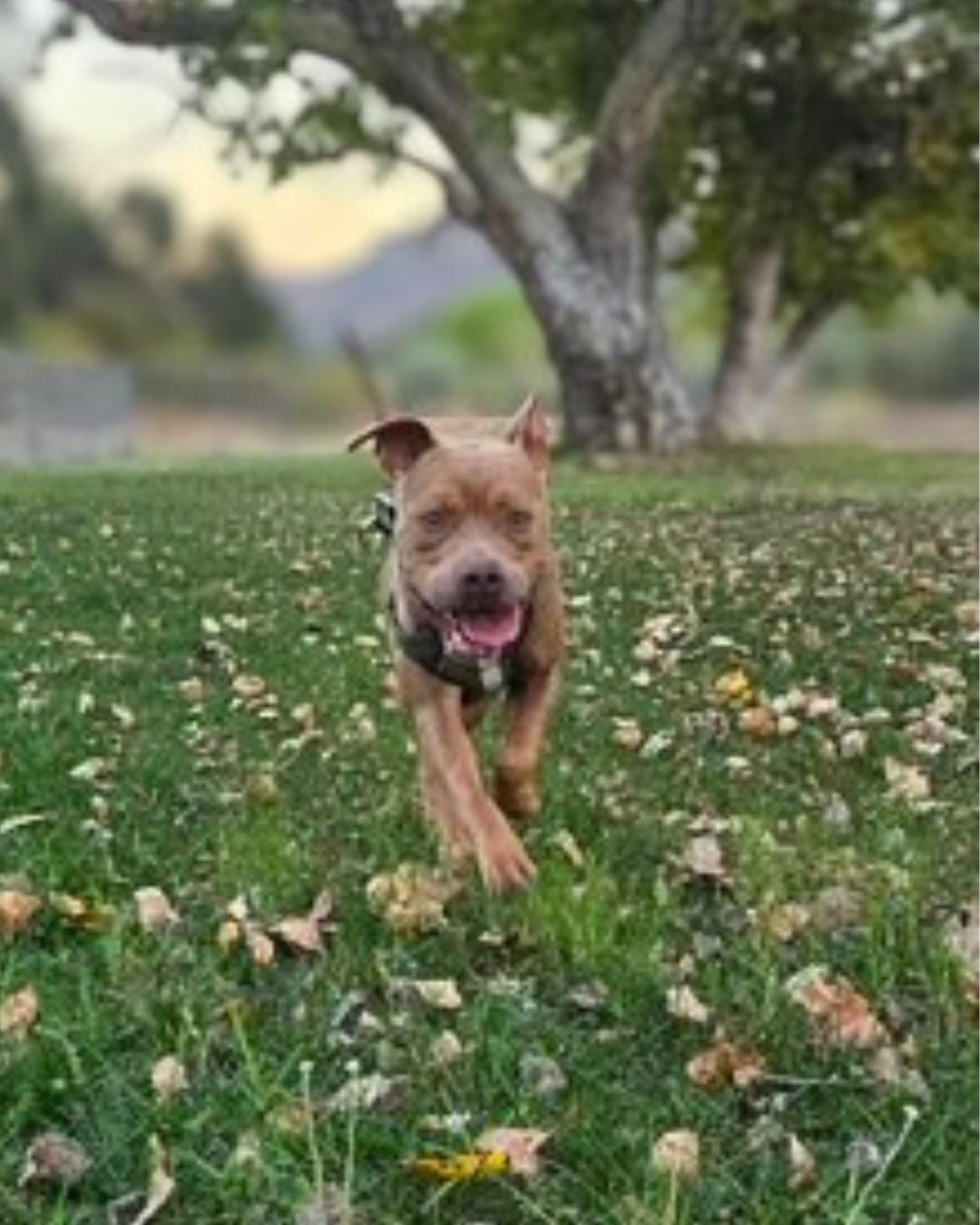 Enlarge Louis (aka Cali Boy), a Adoptable American Staffordshire Terrier in Valley Village, CA image 4/5