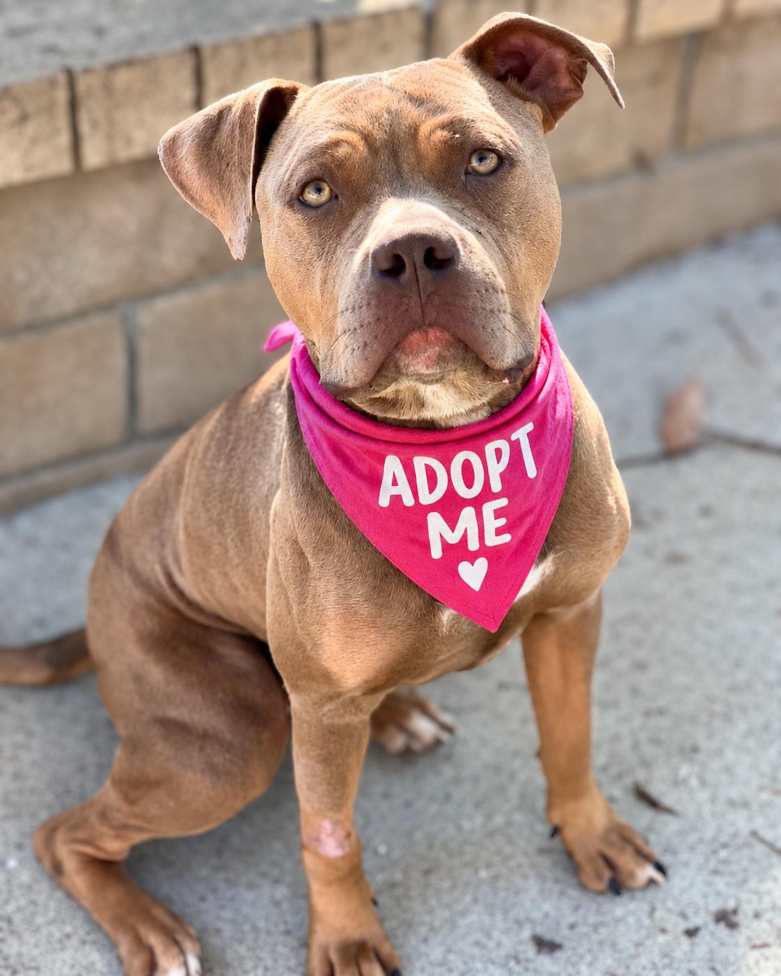 Louis (aka Cali Boy), Adoptable, Young Male American Staffordshire Terrier.