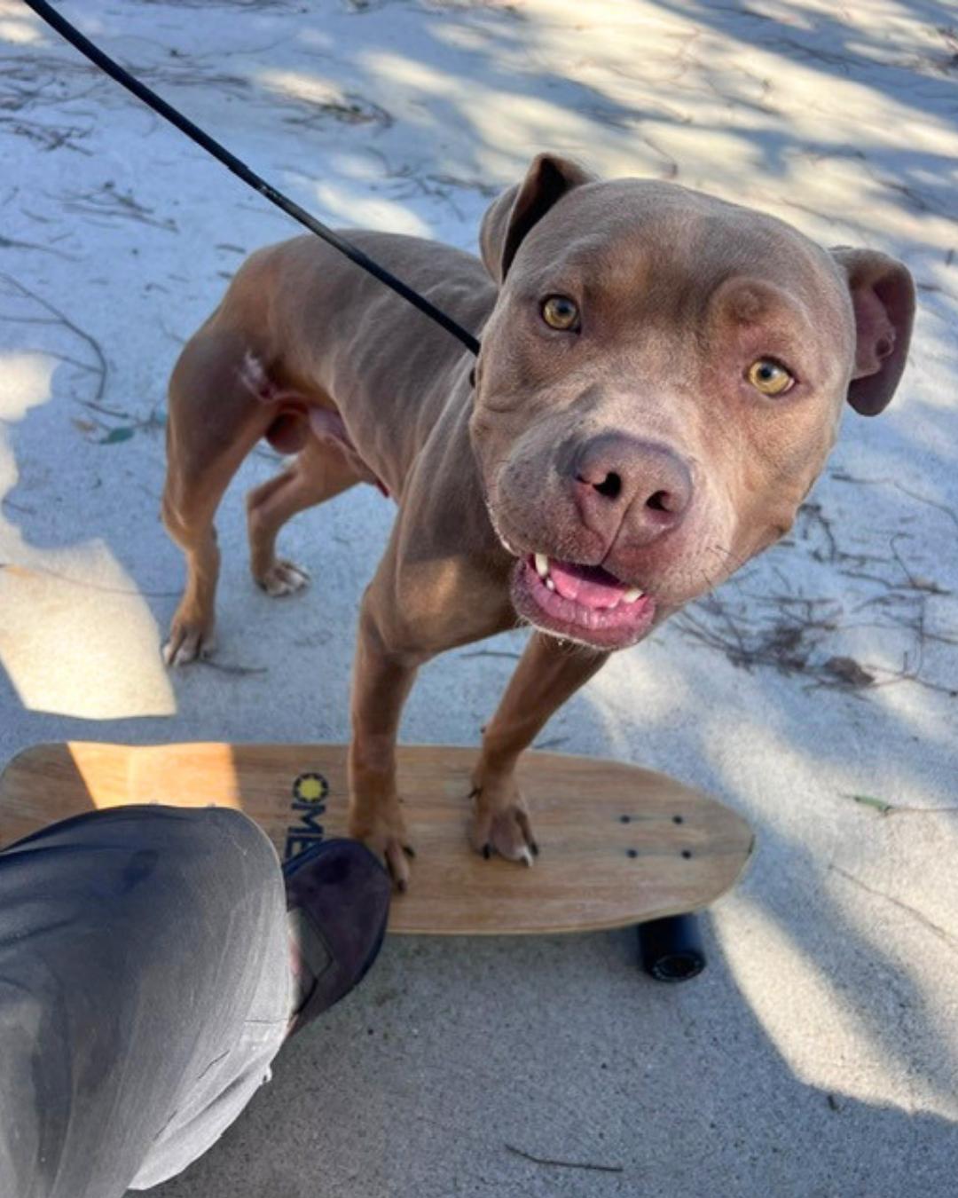 Enlarge Louis (aka Cali Boy), a Adoptable American Staffordshire Terrier in Valley Village, CA image 3/5