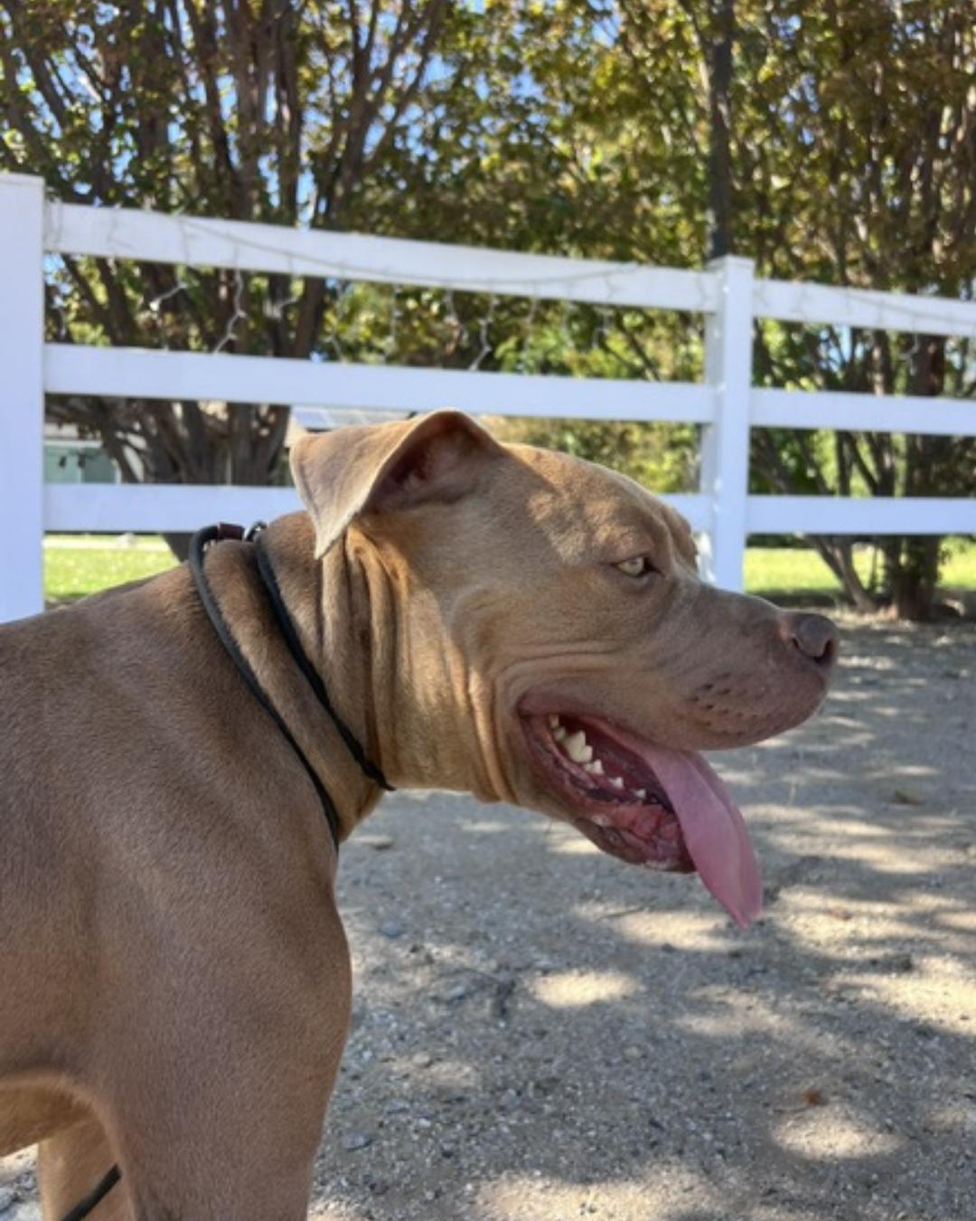 Enlarge Louis (aka Cali Boy), a Adoptable American Staffordshire Terrier in Valley Village, CA image 5/5