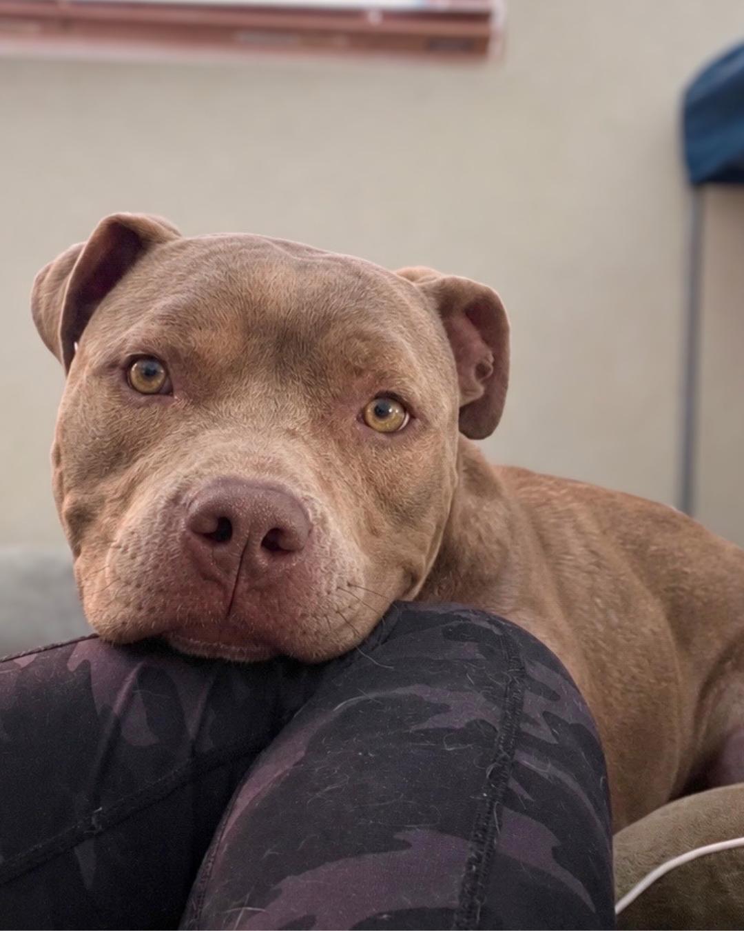 Enlarge Louis (aka Cali Boy), a Adoptable American Staffordshire Terrier in Valley Village, CA image 2/5