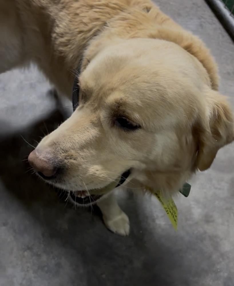 Enlarge Christianee / Oliver, a Adoptable mixed breed in Broomfield, CO image 2/6