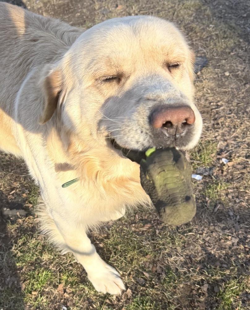 Enlarge Christianee / Oliver, a Adoptable mixed breed in Broomfield, CO image 3/6