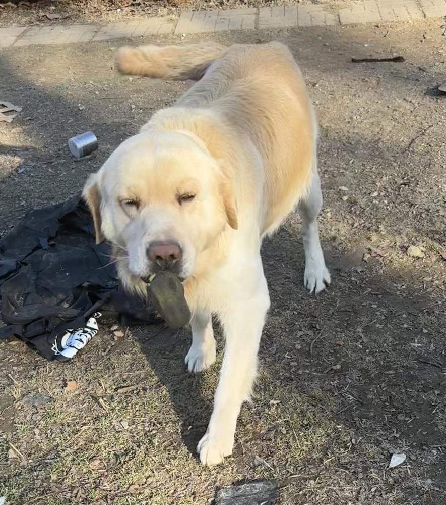Enlarge Christianee / Oliver, a Adoptable mixed breed in Broomfield, CO image 4/6
