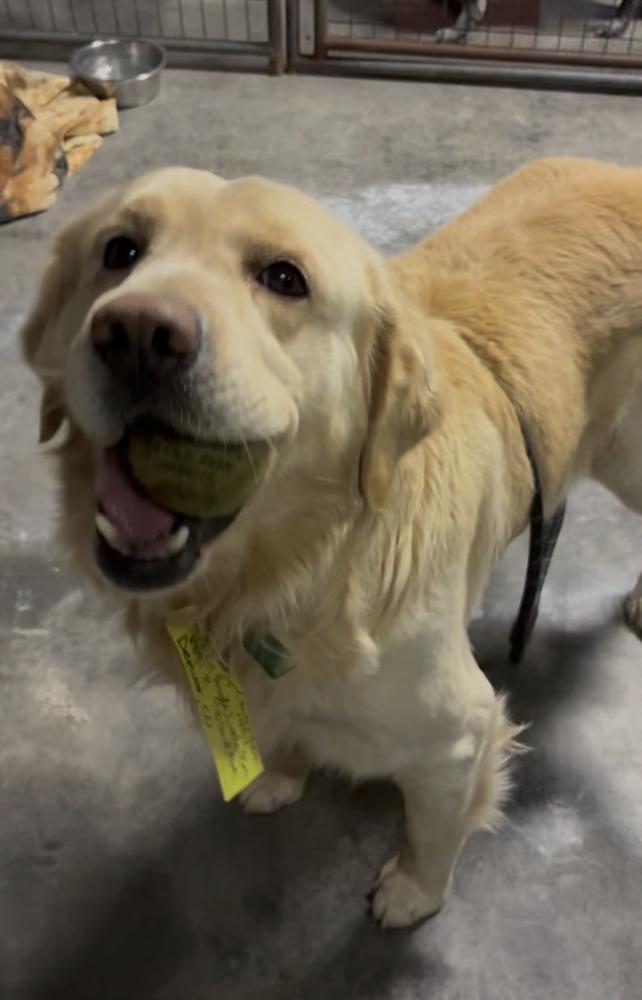Enlarge Christianee / Oliver, a Adoptable mixed breed in Broomfield, CO image 5/6