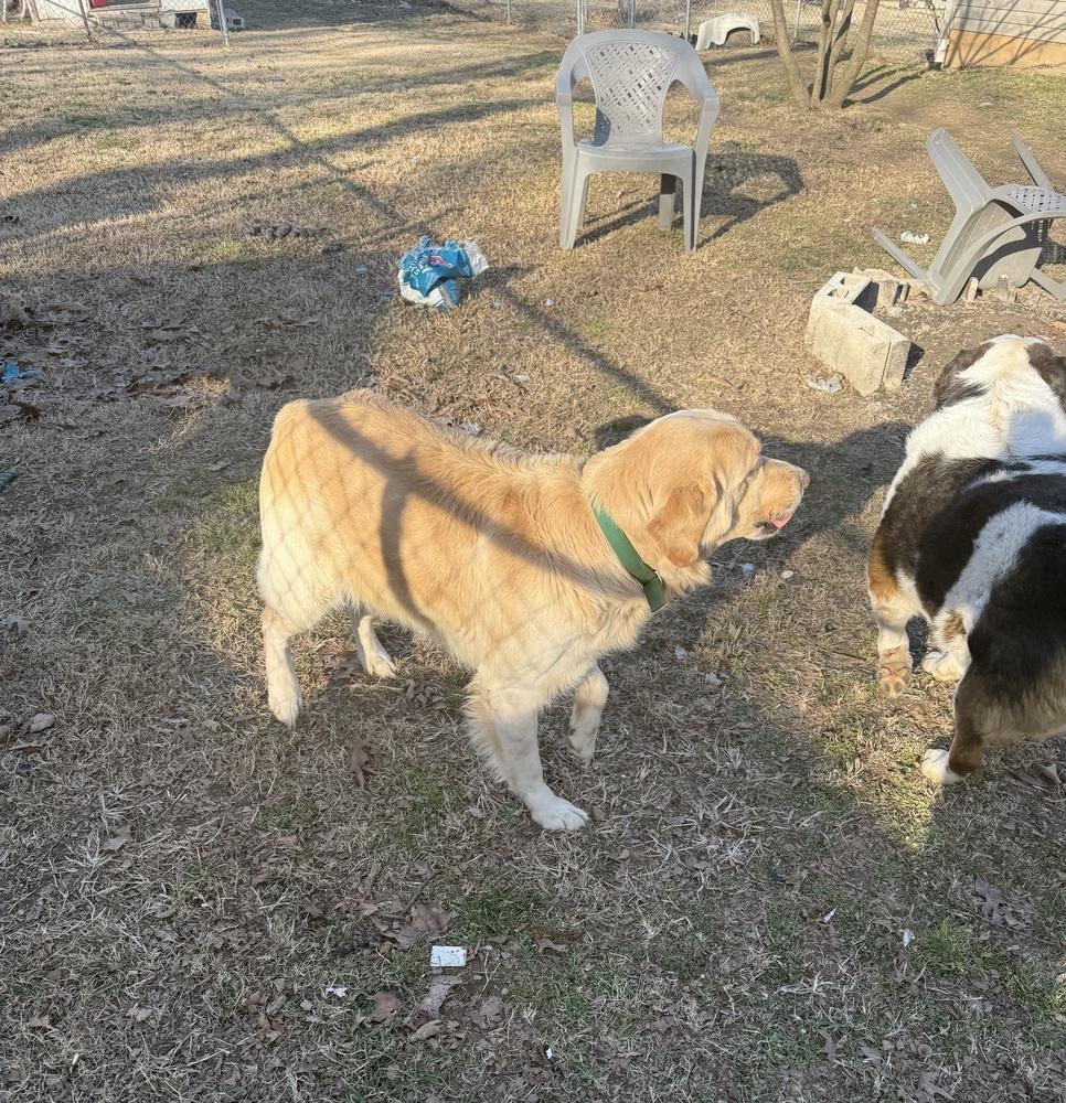 Enlarge Christianee / Oliver, a Adoptable mixed breed in Broomfield, CO image 6/6