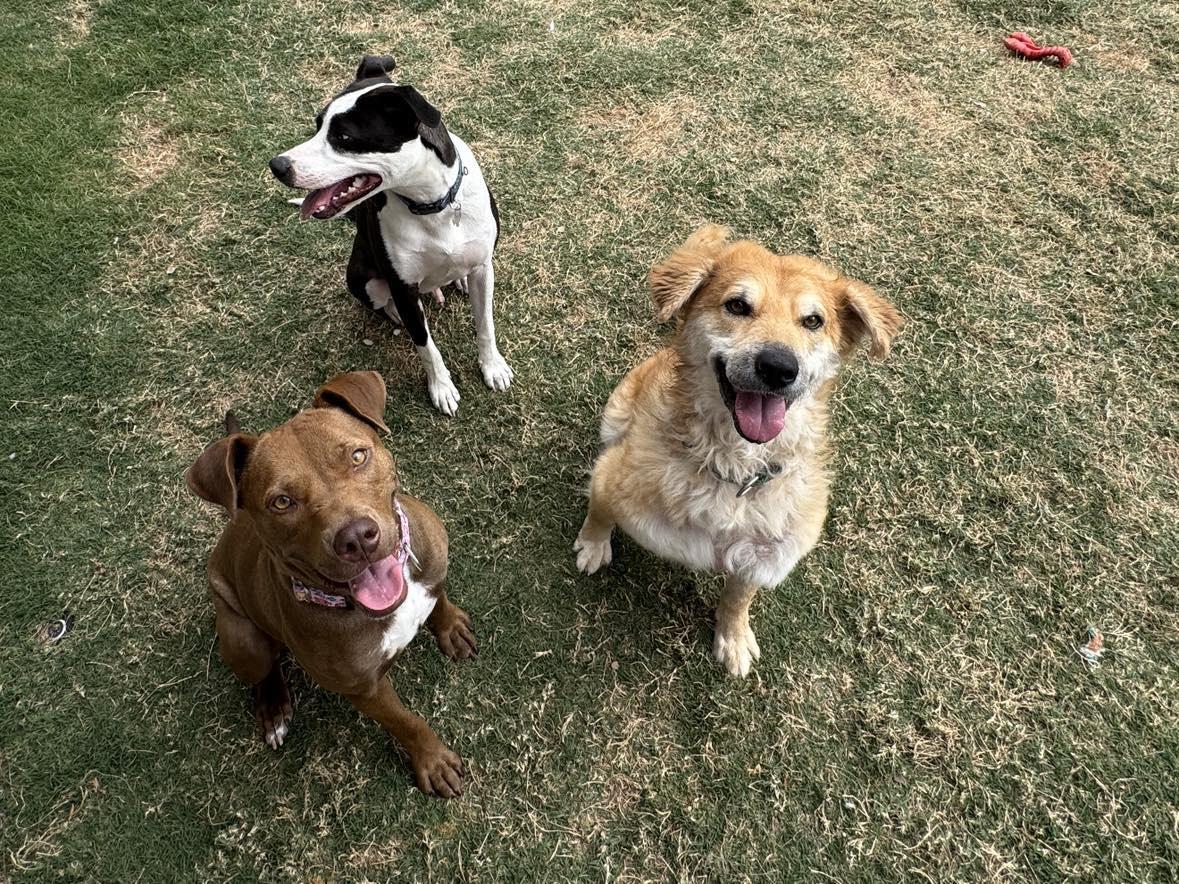 Enlarge Oliver, a Adoptable mixed breed in Allentown, PA image 2/6