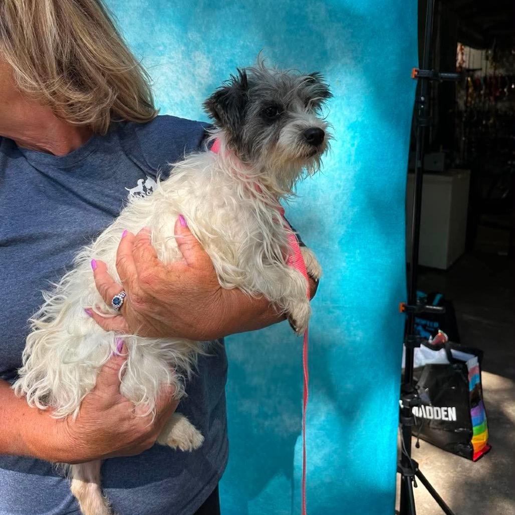 Ingrid Bergman, Adoptable, Adult Female Yorkshire Terrier & Mixed Breed.