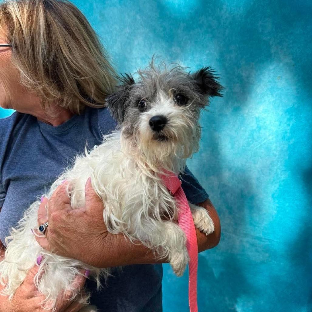 Enlarge Ingrid Bergman, a Adoptable mixed breed in St. Charles, IL image 2/6