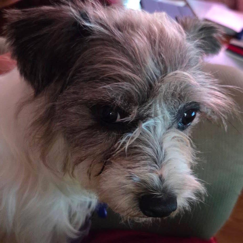 Enlarge Ingrid Bergman, a Adoptable mixed breed in St. Charles, IL image 3/6
